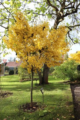 Ginkgo biloba 'Mariken' - jinan dvoujlaločný - celek podzim